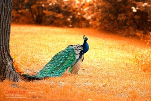 顽强拼搏，坚持到底——燃起运动员的昂扬斗志