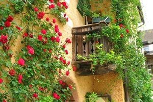 策勇士主场击败掘金，东道主表现优秀